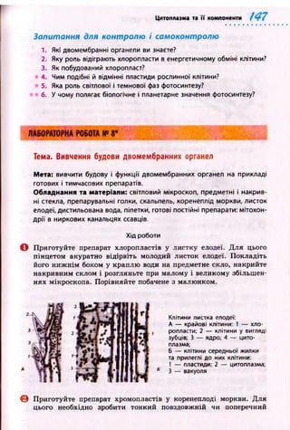 Цитоплазма та її компоненти 147
Запитання для контролю і самоконтролю
1. Які двомембранні органели ви знаєте?
2. Яку роль відіграють хлоропласти в енергетичному обміні клітини?
3. Як побудований хлоропласт?
4. Чим подібні й відмінні пластиди рослинної клітини?
5. Яка роль світлової і темнової фаз фотосинтезу?
6. У чому полягає біологічне і планетарне значення фотосинтезу?
Тема. Вивчення будови двомембранних органел
Мета: вивчити будову і функції двомембранних органел на прикладі
готових і тимчасових препаратів.
Обладнання та матеріали: світловий мікроскоп, предметні і накрив­
ні стекла, препарувальні голки, скальпель, коренеплід моркви, листок
елодеї, дистильована вода, піпетки, готові постійні препарати: мітохон­
дрії в ниркових канальцях ссавців.
Хід роботи
О Приготуйте препарат хлоропластів у листку елодеї. Д ля цього
пінцетом акуратно відірвіть молодий листок елодеї. Покладіть
його н и ж н ім боком у краплю води на предметне скло, накрийте
накривним склом і розгляньте при малому і великому збільшен­
нях мікроскопа. Порівняйте побачене з малюнком.
Клітини листка елодеї:
А — крайові клітини: 1 — хло­
ропласти; 2 — клітини у вигляді
зубців; 3 — ядро; 4 — цито­
плазма;
Б — клітини середньої жилки
та прилеглі до них клітини:
1 — пластиди; 2 — цитоплазма;
Б 3 — вакуоля
© Приготуйте препарат хромопластів у коренеплоді моркви. Для
цього необхідно зробити тонкий повздовжній чи поперечний
 