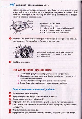 14Z КЛІТИННИЙ РІВЕНЬ ОРГАНІЗАЦІЇ ЖИТТЯ
зріз коренеплоду моркви й розмістити його на предметному склі
в краплі води чи гліцерину, прикрити накривним склом. Роз­
гляньте препарат при малому та великому збільшеннях. П орів­
няйте побачене з малюнком.
© Розгляньте постійний препарат мітохондрій в ниркових каналь-
цях ссавців. Порівняйте побачене з малюнком.
© Зробіть висновки.
Теми для проектної і групової роботи
1. Можливості регулювання продуктивності фотосинтезу.
2. Можливості штучного синтезу білків для діагностування та лі­
кування хвороб людини.
' 3. Гіпотези походження органел еукаріотичних клітин.
4. Вплив факторів зовнішнього середовища на клітини.
План виконання проектної р об оти
© Визначення мети проекту.
© Аргументування актуальності теми проекту.
© Визначення джерел інформації.
© Опрацювання зібраної інформації, її аналіз та узагальнення.
© Створення самостійного інформаційного продукту (оригінально­
го тексту).
© Формулювання висновків.
© Оформлення результатів проекту (стаття, реферат, доповідь тощо).
Хромопласти в клітинах
коренеплоду моркви:
1 — оболонка: 2 — краплі ефірних олій;
З — кристали каротину; 4 — вакуолі;
5 — хромопласти; 6 — цитоплазма
2 3 4
Мітохондрії в клітинах ниркових канальців:
1 — цитоплазма; 2 — ядро; 3 — клітина;
4 — мітохондрії
 