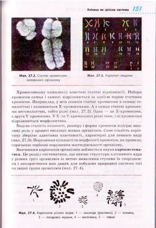 Клітина як цілісна система
Щ )с ЩК
) І)( |( К К М І(
6 7 8 9 10 11 12
» ) ( П « Н X
13 14 15 16 17 18
I I Я » r t Г І
19 20 21 22 J у
Мал. 27.2. Статеві хромосоми Мал. 27.3. Каріотип людини
чоловічого організму
Хром осомному комплексу властиві статеві від м інн ості. Набори
хромосом самця і самиці відрізняю ться за однією парою статевих
хромосом. Наприклад, у всіх ссавців статеві хромосоми в самиці го­
мологічні і називаються Х-хромосомами. А в самця статеві хромосо­
ми негомологічні, тобто різні (мал. 27.2). Одна це Х-хромосома,
а друга Y -хромосома. У X - та Y -хромосомах різні гени, і ці хромосоми
відрізняю ться морфологічно.
Видова сталість кількості, розміру і форми хромосом відіграє важ ­
ливу роль у процесі еволюції ж ивих організмів. Саме сталість каріо­
типу зберігає адаптивні властивості, характерні для певного виду
(мал. 27.3). Поруш ення кількості та морфології хромосом, як правило,
спричиняє серйозні порушення ж иттєдіяльності організму.
Вивченням каріотипів організмів займається наука каріосистема-
тика. Це розділ систематики, що вивчає структури клітинного ядра
у різних груп організмів із метою виявлення ступеня їх споріднен­
ня і використання цих даних для побудови природної системи т іє ї
чи ін ш о ї групи організмів (мал. 27.4).
Мал. 27.4. Каріотипи різних видів: 1 — скереди (рослина), 2 — коника,
З — плодової мушки, 4 — метелика, 5 — півня
f t
 