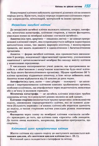 Клітина як цілісна система
Новоутворені к літи н и набувають здатності ділитися після певного
періоду росту. К р ім того, поділу передує подвоєння кліти н них струк­
тур: хлоропластів, мітохондрій, центріолей та ін ш и х органел.
Механізми загибелі клітин'
До механізмів загибелі к л іти н належать апоптоз, некроз, автофа-
гія, мітотична катастрофа, кліти н не старіння, а також фагоцитоз,
унаслідок появи на мембрані кл іти н и «сигналів загибелі».
Апоптоз (від грец. apoptosis — опадання листя) — це явище програ­
мованої клітинної смерті, яка супроводжується набором характерних
цитологічних ознак, так званих маркерів апоптозу, і молекулярних
процесів, які мають відмінності в одноклітинних і багатоклітинних
організмів.
Апоптоз — форма загибелі кліти н и , яка проявляється зменш ен­
ням її розміру, конденсації і ф рагментації хроматину, ущ ільненням
зовніш ньої і цитоплазматичної мембран без виходу вм істу кліти ни
у навколиш нє середовище.
У численних експериментах учені довели, щ о програмована за­
гибель є обов’язковою і невід’ємною властивістю будь-якої к л іти ­
ни будь-якого багатоклітинного організму. Щ одня приблизно 50 %
кл іти н організму піддаються апоптозу, а їхнє місце займаю ть нові.
Апоптоз може відбуватися від 15 хвилин до двох годин.
А втоф агія (від грец. autos — сам і phagos — пожирач) — це захоп­
лення і перетравлювання клітиною власних зруйнованих органел,
особливо в кліти нах, що атрофуються через недостатність ж ивлення
або у зв’язку із виливом гормонів.
М ітотична катастроф а — це загибель кліти ни внаслідок грубих
поруш ень мітозу та в результаті різних впливів на цей процес.
К літинне старіння визначається трьома процесами: немож ливістю
поділу, зниж енням «працездатності» кліти н , я к і не повинні д іл и ­
тися (більш ість нервових і м ’язових клітин) або втратили здатність
до поділу, а також старінням к л іти н унаслідок різних генетичних
м утацій.
Ф агоцитоз через появу на мембрані к л іти н и «сигналів загибе­
лі» призводить до того, що кліти на сама «просить» себе знищ ити.
Д о таких явищ належ ить, наприклад, фагоцитоз еритроцитів, гцо
старію ть.
Клітинний цикл еукаріотичних клітин
Ж и ття кліти ни від одного поділу до наступного називається к л і­
тинним циклом, або ж иттєвим циклом кліти ни (мал. 28.1).
К літи нн ий цикл складається з інтерфази та мітозу.
 