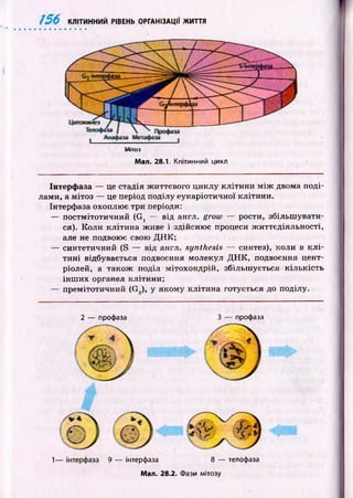 156 КЛІТИННИЙ РІВЕНЬ ОРГАНІЗАЦІЇ ЖИТТЯ
М ітоз
Мал. 28.1. Клітинний цикл
Івтерф аза — це стадія ж иттєвого циклу к літи н и м іж двома поді­
лами, а м ітоз — це період поділу еукаріотичної клітини.
Інтерфаза охоплює три періоди:
— постмітотичний (Gt — від англ. grow — рости, збільш увати­
ся). Коли кліти на ж иве і здійсню є процеси ж иттєдіяльності,
але не подвоює свою Д Н К ;
— синтетичний (S — від англ. synthesis — синтез), коли в к л і­
ти н і відбувається подвоєння молекул Д Н К , подвоєння цент-
ріолей, а також поділ мітохондрій, збільш ується кіл ьк ість
ін ш и х органел клітини;
— премітотичний (G2), у якому кліти на готується до поділу.
9 інтерфаза 8 — телофаза
Мал. 28.2. Фази мітозу
2 — профаза профаза
 