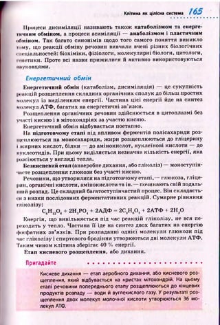 Клітина як цілісна система
Процеси д и си м іл я ц ії називають також катаболізмом та енерге-
ііічішм обміном, а процеси асим іл яції — анаболізмом і пластичним
обміном. Так багато синонім ів щодо того самого поняття виникло
тому, що реакції обміну речовин вивчали вчені різних біологічних
спеціальностей: біохім іки, ф ізіологи, молекулярні біологи, цитологи,
пчіетики. Проте всі назви приж илися й активно використовуються
науковцями.
Енергетичний обмін
Енергетичний обмін (катаболізм, ди сим іляція) — це сукупність
| и - и к ц і й розщеплення складних органічних сполук до більш простих
молекул із виділенням енергії. Частина ц іє ї енергії йде на синтез
молекул А Т Ф , багатих на енергетичні зв’язки.
Розщ еплення органічних речовин здійсню ється в цитоплазмі без
участі кисню і в мітохондріях за участю кисню.
Енергетичний обмін відбувається поетапно.
На підготовчому етапі під впливом ферментів полісахариди роз­
щеплюються на моносахариди, ж ири розщеплюються до гліцерину
і ж ирних кислот, білки — до амінокислот, нуклеїнові кислоти — до
нуклеотидів. П ри цьому виділяється незначна кількість енергії, яка
розсіюється у вигляді тепла.
Незкисневий етап (анаеробне дихання, або гліколіз) — моноступін-
часте розщеплення глю кози без участі кисню.
Речовини, що утворилися на підготовчому етапі,— глюкоза, гліце­
рин, органічні кислоти, амінокислоти та ін .— починають свій подаль­
ший розпад. Ц ескладний багатоступінчастий процес. В ін складаєть­
ся з низки послідовних ферментативних реакцій. Сумарне рівняння
гліколізу:
С6Н 120 6+ 2Н3Р04+ 2АДФ = гС ^ Н ^ + 2АТФ + 2Н,0
Енергія, що вивільняється під час реакцій гліколізу, не вся пе­
реходить у тепло. Частина її іде на синтез двох багатих на енергію
фосфатних зв’язків. П ри розпаданні однієї молекули глю кози під
час гл ікол ізу і спиртового бродіння утворюються дві молекули А Т Ф .
Таким чином клітина зберігає 40 % енергії.
Етап кисневого розщеплення, або дихання.
Пригадайте ......................................................
Кисневе дихання — етап аеробного дихання, або кисневого роз­
щеплення, який відбувається на кристах мітохондрій. На цьому
етапі речовини попереднього етапу розщеплюються до кінцевих
продуктів розпаду — води й вуглекислого газу. У результаті роз­
щеплення двох молекул молочної кислоти утворюються 36 мо­
лекул АТФ.
 