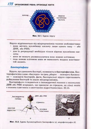 m ОРГАНІЗМОВИЙ РІВЕНЬ ОРГАНІЗАЦІЇ ЖИТТЯ
капсид вірусна
нуклеїнова
кислота
Мал. 32.1. Будова вірусу
Віруси відрізняю ться від мікроорганізмів такими особливостями:
• вони м істять нуклеїнову кислоту лиш е одного типу — або
Д Н К , або Р Н К ;
• для їх репродукції необхідна тіл ьки вірусна нуклеїнова к и с­
лота;
• вони не мож уть розмнож уватися поза ж ивою клітиною ;
• поза ж ивою клітиною вони не виявляю ть ж одних властивос­
тей живого.
Бактеріофаги
Віруси, що ураж аю ть бактерії, називаються бактеріоф агами. Б а к ­
теріофаги (від слова «бактерія» та грец. phagos — пожирач: букваль­
но пож ирачі бактерій), фаги, бактеріальні віруси спричиняю ть
руйнування бактерій та ін ш и х мікроорганізмів.
Бактеріофаги складаються з ікосаедричної головки з молекулою
Д Н К або Р Н К всередині, що прилягає до стриж ня, на к ін ц і якого
є основна пластинка з хвостовими відростками (мал. 32.2).
ікосаедрична
голівка
/
ДНК або РНК
— стрижень
основна
пластинка
о б
Мал. 32.2. Будова булавоподібного бактеріофага (а); мікрофотографія (б)
 