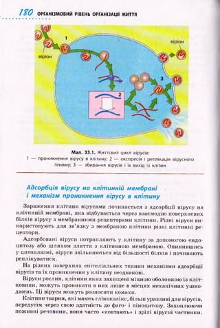 1%0 ОРГАНІЗМОВИЙ РІВЕНЬ ОРГАНІЗАЦІЇ ЖИТТЯ
Мал. 33.1. Життєвий цикл вірусів:
1 — проникнення вірусу в клітину; 2 — експресія і реплікація вірусного
геному; 3 — збирання вірусів і їх вихід із клітин
Адсорбція вірусу на клітинній мембрані
і механізм проникнення вірусу в клітину
Зараж ення к л іти н и вірусами починається з адсорбції вірусу на
к л іти н н ій мембрані, яка відбувається через взаємодію поверхневих
білків вірусу з мембранними рецепторами клітини. Р ізн і віруси ви­
користовую ть для зв’язку з мембраною к л іти н и р ізні к л іти н н і ре­
цептори.
Адсорбовані віруси потрапляю ть у к л іти н у за допомогою ендо­
цитозу або ш ляхом злиття з клітинною мембраною. О пинивш ись
у цитоплазмі, віруси звільняю ться від більш ості білків і починають
реплікуватися.
На різних поверхнях епітеліальних тканин механізми адсорбції
вірусів та їх проникнення у клітину неоднакові.
Віруси рослин, кліти ни яких захищ ені м іцною оболонкою із к л іт­
ковини, мож уть проникати в них лише в м ісц ях механічних уш ко­
джень. Ц і віруси м ож уть розносити комахи.
К літи н и тварин, я к і мають глікокалікс, більш уразливі для вірусів,
передусім через свою здатність до фаго- і піноцитозу. Захоплю ю чи
пож ивні речовини, вони часто «ковтають» і зр іл і вірусні частинки.
 