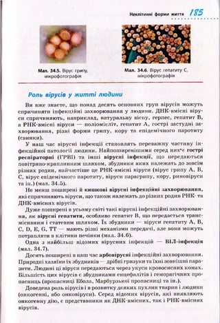Неклітинні форми жигтя
Мал. 34.5. Вірус грипу, Мал. 34.6. Вірус гепатиту С,
мікрофотографія мікрофотографія
Роль вірусів у ж и т т і людини
В и вже знаєте, що понад десять основних груп вірусів мож уть
спричиняти ін ф екц ій н і захворювання у лю дини. Д Н К -в м існ і віру­
си спричиняю ть, наприклад, натуральну віспу, герпес, гепатит В,
а Р Н К -в м існ і віруси — п ол іо м ієл іт, гепатит А , гострі застудні за­
хворю вання, р ізні форми грипу, кору та епідемічного паротиту
(свинки).
У наш час вір усн і ін ф е к ц ії становлять переважну частину ін ­
ф екційної патології лю дини. Н айпош иреніш им и серед них'є гострі
р еспіраторні (ГРВ І) та ін ш і в ір усн і ін ф е к ц ії, щ о передаються
повітряно-краплинним ш ляхом, збудники яких належать до зовсім
різни х родин, найчастіш е це Р Н К -в м існ і віруси (вірус грипу А , В,
С, вірус епідемічного паротиту, віруси парагрипу, кору, риновіруси
та ін.) (мал. 34.5).
Не менш пош ирені й киш кові вірусні інф екційні захворю вання,
я к і спричиняю ть віруси, щ о також належать до різних родин Р Н К - та
Д Н К -вм існ и х вірусів.
Д уж е пош ирені в усьому св іті та к і вірусні інф екц ій ні захворюван­
ня, я к вірусні гепатити, особливо гепатит В, що передається транс­
м ісивним і статевим ш ляхом. їх збудники — віруси гепатиту А , В,
С, D, Е, G, Т Т — маю ть р ізні механізми передачі, але вони мож уть
потрапляти в кліти н и печінки (мал. 34.6).
Одна з найбільш відом их вірусних інф екц ій — B IJI-інф екція
(мал. 34.7).
Досить пош ирені в наш час арбовірусні інф екційні захворювання.
Природні хазяїни їх збудників — дрібні гризуни та їх н і зовніш ні пара­
зити. Л ю дині ц і віруси передаються через укуси кровосисних комах.
Б ільш ість цих вірусів є збудниками енцефалітів і геморагічних про-
пасниць (пропасниці Ебола, М арбурзької пропасниці та ін.).
Доведена роль вірусів і в розвитку деяких пухлин тварин і лю дини
(онкогенні, або онковіруси). Серед відомих вірусів, я к і виявляю ть
онкогенну дію , є представники як Д Н К -вм існих, так і РН К -вм існ и х
вірусів.
 
