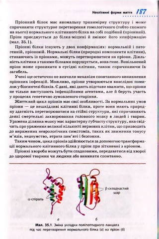 Неклітинні форми життя
П р іон н и й білок має аномальну тр и ви м ір н у структуру і може
спричиняти структурне перетворення гомологічного (тобто схожого
на нього) нормального клітинного білка на собі подібний (пріонний).
П ріон приєднується до білка-м іш ені й зміню є його конф ірмацію
(мал. 35.1).
П р іон н і білки існую ть у двох конф ірмаціях: нормальній і пато­
генній, пріоновій. Н ормальні білки (природні компоненти клітини),
стикаю чись із пріонами, мож уть перетворюватися на пріони. Д ія л ь ­
ність клітини з такими білками поруш ується, вона гине. Вивільнений
пріон може проникати в сусідн і к л іти н и , також спричиняю чи їх
загибель.
Уч е н і ще остаточно не вивчили механізм спонтанного виникнення
пріонних інф екцій. М ож ливо, пріони утворюються внаслідок поми­
лок у біосинтезі білків. Є дані, я к і дають підстави вважати, що пріони
не тільки виступають інф екційним и агентами, але й беруть участь
у процесах генетично зумовленого старіння.
Ж иттєвий цикл пріонів має свої особливості. За нормальних умов
пріони — це неш кідливі кл іти н н і білки, проте вони маю ть природ­
ну здатність перетворюватися на стій к і структури, як і спричиняю ть
деякі смертельні захворювання головного мозку в людей і тварин.
Ураж ена ділянка мозку має характерну губчасту структуру, яка свід­
чить про ураження великої кількості нервових клітин, що призводить
до виражених неврологічних симптомів, таких як зниж ення тонусу
м ’язів, недоумство, втрата пам’яті і безсоння.
Таким чином, цикл пріонів здійснюється за допомогою трансформа­
ц ії нормального клітинного білка у пріон при зіткн ен ні з нріоном.
П р іон ні хвороби м ож уть бути спадковими, передаватися від хворої
до здорової тварини чи лю дини або виникати спонтанно.
а б
Мал. 35.1. Зміна укладки поліпептидного ланцюга
під час перетворення нормального білка (а) на пріон (б)
 