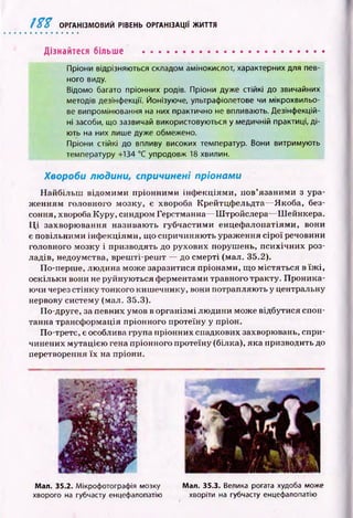 1%%ОРГАНІЗМОВИЙ РІВЕНЬ ОРГАНІЗАЦІЇ ЖИТТЯ
Дізнайтеся більше
Пріони відрізняються складом амінокислот, характерних для пев­
ного виду.
Відомо багато пріонних родів. Пріони дуже стійкі до звичайних
методів дезінфекції. Йонізуюче, ультрафіолетове чи мікрохвильо­
ве випромінювання на них практично не впливають. Дезінфекцій­
ні засоби, що зазвичай використовуються у медичній практиці, ді­
ють на них лише дуже обмежено.
Пріони стійкі до впливу високих температур. Вони витримують
температуру +134 °С упродовж 18 хвилин.
Хвороби людини, спричинені пріонами
Н айбільш відом им и пріонними інф екціям и, пов’язаними з ура­
ж енням головного мозку, є хвороба Крейтцф ельдта— Якоба, без­
соння, хвороба Куру, синдром Герстманна— Ш тройслера— Ш ейнкера.
Ц і захворю вання називаю ть губчастими енцеф алопатіями, вони
є повільними інф екціям и, що спричиняю ть ураж ення сір ої речовини
головного мозку і призводять до рухових порушень, психічних роз­
ладів, недоумства, вреш ті-реш т — до смерті (мал. 35.2).
По-перше, людина може заразитися пріонами, що м істяться в їж і,
оскільки вони не руйную ться ферментами травного тракту. П роника­
ючи через стінку тонкого киш ечнику, вони потрапляють у центральну
нервову систему (мал. 35.3).
Ilo -друге, за певних умов в організмі лю дини може відбутися спон­
танна трансф ормація пріонного протеїну у пріон.
По-третє, є особлива група пріонних спадкових захворювань, спри­
чинених м утацією гена пріонного протеїну (білка), яка призводить до
перетворення їх на пріони.
Мал. 35.2. Мікрофотографія мозку
хворого на губчасту енцефалопатію
Мал. 35.3. Велика рогата худоба може
хворіти на губчасту енцефалопатію
 