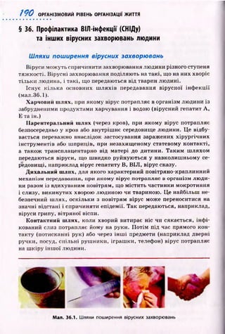 /90 ОРГАНІЗМОВИЙ РІВЕНЬ ОРГАНІЗАЦІЇ ЖИТТЯ
§ 36. Профілактика ВІЛ-інфекції (СНІДу)
та інших вірусних захворювань людини
Шляхи поширення вірусних захворювань
Віруси мож уть спричинити захворювання лю дини різного ступеня
тяж кості. В ірусні захворювання поділяю ть на такі, що на них хворіє
тіл ьки людина, і такі, що передаються від тварин лю дині.
Існує к іл ьк а основних ш л ях ів передавання вірусної ін ф е кц ії
(мал.36.1).
Харчовий ш лях, при якому вірус потрапляє в організм лю дини із
забрудненими продуктами харчування і водою (вірусний гепатит А ,
Е та ін.)
Парентеральний шлях (через кров), при якому вірус потрапляє
безпосередньо у кров або внутріш нє середовище лю дини. Ц е відбу­
вається переважно внаслідок застосування заражених хірургічних
інструм ентів або ш приців, при незахищ еному статевому контакті,
а також транснлацентарно від матері до дитини. Т аки м ш ляхом
передаються віруси, що ш видко руйную ться у навколиш ньому се­
редовищі, наприклад вірус гепатиту В, ВІЛ, вірус сказу.
Дихальний шлях, для якого характерний повітряно-краплинний
механізм передавання, гіри якому пірус потрапляє в організм лю ди­
ни разом із вдихуваним повітрям, що м істи ть частинки мокротиння
і слизу, викинутих хворою людиною чи твариною. Це найбільш не­
безпечний ш лях, оскільки з повітрям вірус може переноситися на
значні відстані і спричиняти епідемії. Так передаються, наприклад,
віруси грипу, вітряної віспи.
Контактний шлях, коли хворий витирає ніс чи сякається, ін ф і­
кований слиз потрапляє йому на руки. П о тім під час прямого кон­
такту (потисканні рук) або через ін ш і предмети (наприклад дверні
ручки, посуд, спільні руш ники, іграш ки, телефон) вірус потрапляє
на ш к ір у ін ш о ї лю дини.
Мал. 36.1. Шляхи поширення вірусних захворювань
 