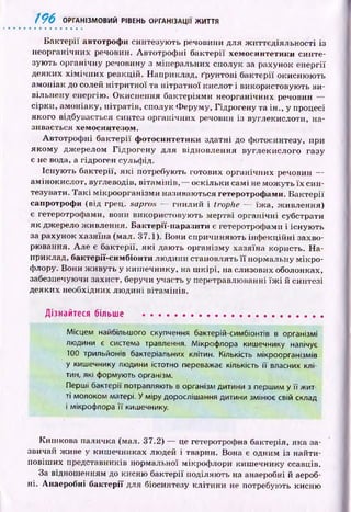 1 9 6 ОРГАНІЗМОВИЙ РІВЕНЬ ОРГАНІЗАЦІЇ ЖИТТЯ
Б актер ії автотрофи синтезую ть речовини для ж иттєдіяльн ості із
неорганічних речовин. Автотроф ні бактерії хемосинтетшси синте­
зую ть органічну речовину з мінеральних сполук за рахунок енергії
деяких х ім іч н и х реакцій. Наприклад, ґрунтові бактерії окислю ю ть
амоніак до солей н ітр и тн ої та нітратної кислот і використовую ть ви­
вільнену енергію. О киснення бактеріями неорганічних речовин —
сірки, амоніаку, нітратів, сполук Ф еруму, Гідрогену та ін., у процесі
якого відбувається синтез органічних речовин із вуглекислоти, на­
зивається хемосинтезом.
Автотроф ні бактерії фогосинтетики здатні до фотосинтезу, при
яком у дж ерелом Гідрогену для відновлення вуглекислого газу
є не вода, а гідроген сульфід.
Існую ть бактерії, я к і потребують готових органічних речовин —
амінокислот, вуглеводів, в іта м ін ів,— оскільки самі не мож уть їх син­
тезувати. Т а к і м ікроорганізми називаються гетеротрофами. Б актерії
сапротрофи (від грец. наpros — гнилий і trophe — їж а, живлення)
є гетеротрофами, вони використовую ть мертві органічні субстрати
як джерело ж ивлення. Бактерії-наразити є гетеротрофами і існую ть
за рахунок хазяїна (мал. 37.1). Вони спричиняю ть інф екц ій ні захво­
рювання. Але є бактерії, я к і дають організму хазяїна користь. Н а ­
приклад, бактерії-симбіонти лю дини становлять її нормальну м ік р о ­
флору. Вони ж ивуть у киш ечнику, на ш к ір і, на слизових оболонках,
забезпечуючи захист, беручи участь у перетравлюванні їж і й синтезі
деяких необхідних лю дині вітам інів.
Дізнайтеся більше ......................................................
Місцем найбільшого скупчення бактерій-симбіонтів в організмі
людини є система травлення. Мікрофлора кишечнику налічує
100 трильйонів бактеріальних клітин. Кількість мікроорганізмів
у кишечнику людини істотно переважає кількість її власних клі
тин, які формують організм.
Перші бактерії потрапляють в організм дитини з першим у її жит­
ті молоком матері. У міру дорослішання дитини змінює свій склад
і мікрофлора ЇЇ кишечнику.
Кишкова паличка (мал. 37.2) — це гетеротрофна бактерія, яка за­
звичай живе у киш ечниках людей і тварин. Вона є одним із найти-
повіш их представників нормальної мікрофлори киш ечнику ссавців.
За відношенням до кисню бактерії поділяють на анаеробні й аероб­
ні. Анаеробні бактерії для біосинтезу клітини не потребують кисню
 