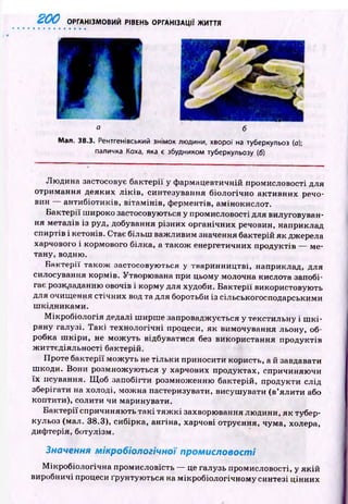 2 0 0 ОРГАНІЗМОВИЙ РІВЕНЬ ОРГАНІЗАЦІЇ ЖИТТЯ
а б
Мал. 38.3. Рентгенівський знімок людини, хворої на туберкульоз (а);
паличка Коха, яка є збудником туберкульозу (б)
Лю дина застосовує бактерії у ф армацевтичній промисловості для
отримання деяких л ік ів , синтезування біологічно активних речо­
вин антибіотиків, вітам ін ів, ферментів, амінокислот.
Бактерії ш ироко застосовуються у промисловості для вилуговуван­
ня металів із руд, добування різних органічних речовин, наприклад
спиртів і кетонів. Стає більш важ ливим значення бактерій як джерела
харчового і кормового білка, а також енергетичних продуктів — ме­
тану, водню.
Б актерії також застосовуються у тваринництві, наприклад, для
силосування кормів. Утворювана при цьому молочна кислота запобі­
гає розкладанню овочів і корму для худоби. Б актерії використовують
для очищ ення стічних вод та для боротьби із сільськогосподарськими
ш кідникам и.
М ікробіологія дедалі ш ирш е запроваджується у текстильну і ш к і­
ряну галузі. Т акі технологічні процеси, як вимочування льону, об­
робка ш к ір и , не м ож уть відбуватися без використання продуктів
ж иттєдіяльності бактерій.
Проте бактерії м ож уть не тіл ьки приносити користь, а й завдавати
ш коди. Вони розмнож ую ться у харчових продуктах, спричиняю чи
їх псування. Щ об запобігти розмноженню бактерій, продукти слід
зберігати на холоді, можна пастеризувати, висуш увати (в’ялити або
коптити), солити чи маринувати.
Б актерії спричиняю ть такі тя ж к і захворювання лю дини, як тубер­
кульоз (мал. 38.3), сибірка, ангіна, харчові отруєння, чума, холера,
дифтерія, ботулізм.
Значення мікробіологічної промисловості
М ікробіологічна промисловість — це галузь промисловості, у я к ій
виробничі процеси ґрунтую ться на м ікробіологічному синтезі цінних
 