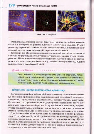 214 ОРГАНІЗМОВИЙ РІВЕНЬ ОРГАНІЗАЦІЇ ЖИТТЯ
Мал. 41.2. Нейрони
Регуляція діяльності к л іти н багатоклітинного організму вираж а­
ється і в контролі за участю к л іти н у м ітоти чни х поділах, У м іру
розвитку зародка більш ість кліти н поступово спеціалізую ться на ви­
конанні тих чи ін ш и х ф ункцій і перестають ділитися.
К літи н и , що збереі'ли в дорослому організм і здатність розмнож у­
ватися і диференціюватися у певному напрямі, називаються стовбу­
ровими. П ісля кож ного поділу стовбурової кліти ни одна з новоутво­
рених починає диференціюватися у спеціалізовану клітину, а друга
залиш ається у стовбуровій л ін ії.
Дізнайтеся більше ..................................... .................
Деякі клітини і в диференційованому стані не втрачають потен­
ційної здатності ділитися і за умови пошкодження частин організ­
му можуть вступити в мітоз. Наприклад, клітини печінки ссавців,
які починають ділитися після видалення частини органа.
Цілісність багатоклітинного організму
Багатоклітинний організм є цілісною, саморегульованою системою.
До основних принципів його ф ункціональної організації належать:
гомеостаз, ім унологічна реактивність, саморегуляція, адаптація.
Це означає, що організм може підтримувати постійність свого вну­
тріш нього середовища, боротися із чуж орідними агентами, коорди­
нувати діяльність своїх клітин, тканин і органів, виживати в певних
умовах навколиш нього середовища та пристосовуватись до нього.
Д ля багатоклітинних організм ів характерним є обмін речовин,
енергії та інф орм ації, який здійсню ється на молекулярному, к л і­
тинному, тканинному рівнях і на рівні цілісного організму. Це до­
зволяє багатоклітинним організмам самозберігатися, рости, роз­
виватися і самовідтворю ватися в певних умовах навколиш нього
середовища, а також адаптуватися до нього.
 