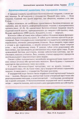 Багатоклітинні організми. Взаємодія клітин. Тканини
Багатоклітинні організми без справжніх тканин
У природі існую ть п р им ітивні багатоклітинні тварини, у яких не­
має тканин. їх об’єдную ть у піддарство Паразої (від грец. — біля
тварин). Єдиний тип цього царства, щ о зберігся, називається тип
Губки.
Губки належать до найбільш п р им ітивн и х багатоклітинних ор­
ганізм ів, я к і не маю ть диференційованих тканин і відокремлених
органів (мал. 41.3). Ц і п р и м іти вн і багатоклітинні тварини ведуть
сидячий спосіб ж иття, прикріпивш ись до твердих субстратів у воді.
Відомо приблизно 5000 видів, більш ість із них — морські.
К літи ни губок зв’язані м іж собою слабко і більш ою мірою ф ункціо­
ную ть незалежно одна від одної. У губок дуже висока здатність до ре­
генерації. їхн є тіло радіально-симетричне і складається з центральної
порож нини, оточеної двошаровою стінкою . Вода входить через пори
у стін ц і в цю порож нину, а звідти виходить назовні через ш ироке
устя — на її верхньому к ін ц і. У деяких губок устя редуковане або
його немає, що призводить до посилення току води крізь пори. Її рух
зумовлений биттям дж гути ків, яким и забезпечені кліти н и , щ о ви­
стилають канали у стінках. їж а , кисень, статеві продукти і продукти
ж иттєдіяльності переносяться цією водою.
Скелет губок складається з мільйонів м ікроскопічних кристаліч­
них спікул (голок) або органічних волокон. Його будова є головним
критерієм при розподілі типу на класи.
Є й ін ш і багатокліти н н і організм и, я к і не маю ть тканин,
це водорості (мал. 41.4). Саме тому, щ о у водоростей немає справж ніх
тканин, їх виділяю ть у підцарство Талом ні рослини.
У водоростей існує багато типів морф ологічної організації їхнього
тіла — талома. Наприклад, нитчастий талом утворений простими або
розгалуженими нитками, а пластинчастий — клітинам и, розміщ ени­
ми в одній площ ині. У багатоклітинних водоростей часто наявні ри­
зоїди — вирости талома, я к і служ ать для прикріплення до субстрату.
Мал. 41.3. Губки Мал. 41.4. Водорості
 