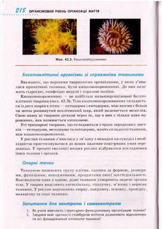 2П ОРГАНІЗМОВИЙ РІВЕНЬ ОРГАНІЗАЦІЇ ЖИТТЯ
Man. 42.3. Кишковопорожнинні
Багатоклітинні організми зі справжніми тканинами
Вваж аю ть, що перш ими тваринними організмами, у яких з’яви­
лися пр и м іти вн і тканини, були киш ковопорож нинні. Д о них нале­
ж ать гідроїдні, сциф оїдні медузи і коралові поліпи.
Киш ковопорож нинні — це найбільш низькоорганізовані багато­
кл іти н н і тварини (мал. 42.3). Т іло киш ковопорож нинних складаєть­
ся із двох ш арів кліти н ектодерми і ентодерми, м іж яки м и є більш
чи менш розвинутий неклітинний шар, який називається мезоглія.
Свою назву ці тварини дістали через те, що в них є тіл ьки одна по­
рожнина, яка називається киш ковою .
У с і триш арові тварини, що складаються з трьох зародкових ли ст­
ків — ектодерми, мезодерми та ентодерми, маю ть складніш ітканини ,
н іж киш ковопорож нинні.
У рослин тканини з’явилися у зв’язку з виходом на суходіл і необ­
хідністю пристосовуватися до нових наземно-повітряних умов сере­
довища. У процесі еволю ції вищ их рослин відбувалося ускладнення
їх н іх тканин і органів.
Опорні точки
Тканиною називають групу кліти н, схож их за формою, розміра­
ми, ф ункціям и, походж енням, продуктами своєї ж иттєдіяльності.
Взаємодіючи одна з одною, різні тканини утворюють окремі органи
тіла. У тварин виділяю ть епітеліальну, сполучну, м ’язову і нервову
тканини. У рослин вирізняю ть твірну, покривну, основну, провідну,
механічну та ін ш і тканини.
Запитання для контролю і самоконтролю
1. Як учені вивчають структурно-функціональну організацію тканин?
2. Завдяки якій здатності стовбурові клітини дозволяють відновлюва­
ти всі функціональні елементи тканини?
 