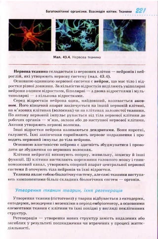 Багатоклітинні організми. Взаємодія клітин. Тканини
Мал. 43.4. Нервова тканина
Нервова тканина складається із нервових кл іти н — нейронів і ней-
роглій, я к і утворюють нервову систему (мал. 43.4).
Основною одиницею нервової системи є нейрон, що має тіло і від­
ростки різної довжини. За кількістю відростків виділяю ть уніполярні
нейрони з одним відростком, біполярні — з двома відростками і муль-
типолярні — з кількома відростками.
Серед відростків нейрона один, найдовш ий, називається аксо­
ном. Його кінцевий апарат закінчується на ін ш ій нервовій кл іти н і,
на м ’язових клітинах (волокнах) чи на клітинах залозистої тканини.
По аксону нервовий імпульс рухається від тіла нервової к літи н и до
робочих органів — м ’яза, залози або до наступної нервової кліти ни.
А ксони утворюють нервові волокна.
Ін ш і відростки нейрона називаються дендритами. Вони короткі,
галузисті. їх н і закінчення сприймаю ть нервове подразнення і про­
водять нервовий імпульс до тіла нейрона.
Основною властивістю нейрона є здатність збуджуватися і прово­
дити це збудження по нервових волокнах.
К л іти н и нейроглії виконую ть опорну, ж ивильну, захисну й ін ш і
ф ункції. Ц і кліти ни вистилають порож нини головного мозку і спин­
номозковий канал, утворюють опорний апарат центральної нервової
системи й оточують тіла нейронів та їх н і відростки.
Тканина являє собою біологічну систему, але самі тканини виступа­
ють компонентами більш складних біологічних систем — органів.
Утворення тк а н и н твар ин , їхня регенерація
Утворення тканин (гістогенез) у тварин відбувається з ектодерми,
ентодерми, мезодерми і мезенхіми в період ембріогенезу, а основними
елементами тканин є кліти ни та їх н і похідні у вигляді неклітинних
структур.
Регенерація — утворення нових структур замість видалених або
загиблих у результаті пош кодж ення чи втрачених у процесі ж и ттє­
діяльності.
 