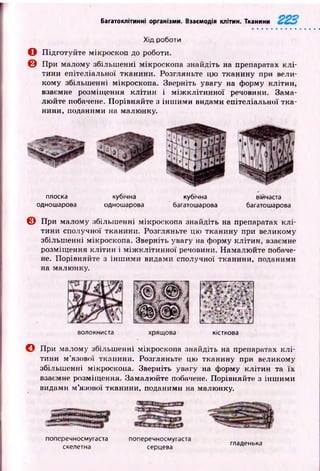 Багатоклітинні організми. Взаємодія клітин. Тканини
Хід роботи
О П ідготуйте мікроскоп до роботи.
© При малому збільш енні мікроскопа знайдіть на препаратах к л і­
тини епітеліальної тканини. Розгляньте цю тканину при вели­
кому збільш енні мікроскопа. Зверніть увагу на форму клітин,
взаємне розміщ ення кліти н і м іж к л іти н н ої речовини. Зама­
лю йте побачене. Порівняйте з інш им и видами епітеліальної тк а­
нини, поданими на малюнку.
плоска кубічна кубічна війчаста
одношарова одношарова багатошарова багатошарова
© При малому збільш енні мікроскопа знайдіть на препаратах клі­
тини сполучної тканини. Розгляньте цю тканину при великому
збільш енні мікроскопа. Зверніть увагу на форму клітин, взаємне
розміщ ення клітин і м іж к л іти н н ої речовини. Намалю йте побаче­
не. Порівняйте з ін ш им и видами сполучної тканини, поданими
на малюнку.
волокниста хрящова кісткова
О При малому збільш енні мікроскопа знайдіть на препаратах к л і­
тини м ’язової тканини. Розгляньте цю тканину при великому
збільш енні мікроскопа. Зверніть увагу на форму клітин та їх
взаємне розміщ ення. Замалю йте побачене. Порівняйте з інш им и
видами м ’язової тканини, поданими на малюнку.
»
поперечносмугаста поперечносмугаста
скелетна серцева гладенька
 
