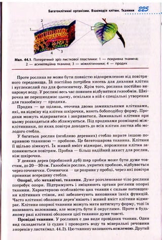 Багатоклітинні організми. Взаємодія клітин. Тканини 225
Мал. 44.1. Поперечний зріз листкової пластинки: 1 — покривна тканина;
2 — асиміляційна тканина; 3 — міжклітинники; 4 — продих
Проте рослина не може бути повністю відокремленою від повітря­
ного середовища. їй постійно потрібен кисень для дихання кліти н
і вуглекислий газ для фотосинтезу. К р ім того, рослина постійно ви­
паровує воду. У рослині весь час повинен відбуватися газообмін. Ш к і­
рочка не перешкоджає цьому, оскільки в н ій є спеціальні утворення
для газообміну — продихи.
Продих — це щ ілина, оточена двома замикальними клітинам и,
я к і, на відм іну від кліти н ш кірочки, маю ть бобоподібну форму. П ро­
дихи мож уть відкриватися і закриватися. Замикальні кліти н и ири
цьому розходяться або зближ ую ться. П ід продихами розміщ ені м іж ­
кліти нн ики, по я к и х повітря доходить до всіх кл іти н листка або мо­
лодого стебла.
У багатьох рослин (особливо деревних) стебло вкрите інш ою по­
кривною тканиною — пробкою. Ц е багатошарова тканина. К літи н и
її щ ільно зім кн уті. їх ж ивий вм іст відмирає, порож нини кліти н за­
повнюються повітрям. Пробка — більш надійний захист для рослин,
н іж ш кірочка.
У деяких дерев (пробковий дуб) шар пробки може бути дуж е тов­
стим, до 20— 30 см. Газообмін рослин, укритих пробкою, відбувається
через сочевички. Сочевички — це розриви у пробці, через я к і повітря
проникає всередину стебла.
Опорні, або механічні, тканини. Д уж е розчленоване тіло рослини
потребує опори. П ід тр им ую ть і зм іцню ю ть органи рослини опорні
тканини. Характерною особливістю цих тканин є сильне потовщ ен­
ня кліти н н и х стінок, я к і забезпечують виконання їх н іх ф ункцій.
Часто к л іти н н і оболонки дерев’янію ть і ж ивий вм іст кліти ни від м и­
рає. К л іти н и опорної тканини мож уть мати витягнуту форму, тоді їх
називають волокнами, але мож уть бути й округлими. Проте в будь-
якому разі кл іти н н і оболонки ц іє ї тканини дуж е товсті.
Провідні тканини. У рослинах є два види провідних тканин. Один
вид складається із судин і проводить воду та мінеральні речовини
з коренів у листя (мал. 44.2). Ц ю тканину називають ксилемою. Другий
 