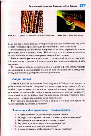 Багатоклітинні організми. Взаємодія клітин. Тканини
Мал. 44.2.
Ш ар захисної тканини, що утворюється на зрізі стеблового чи лист­
кового черешка, зрізаного для розмноження, теж є калусом.
Регенерація у рослин може відбуватися на м ісц і втраченої частини
організму або на інш ом у м ісці. Наприклад, при відрізанні верхівки
пагона починаю ть посилено розвиватися бічні пагони.
Розмнож ення рослин череш ками — це типовий випадок регенера­
ц ії, при якому з невеликої вегетативної частини відновлюється ціла
рослина.
Регенерація рослин леж ить в основі однієї з форм вегетативного
розмноження і має важливе значення для рослинництва, плодівни­
цтва, лісівництва, декоративного садівництва.
Опорні точки
Тканини рослин виконую ть багато ф ункцій. Т вір н і дають початок
усім ін ш и м тканинам, покривні захищ аю ть рослину, опорні, або ме­
ханічні, протистоять силі тяж ін н я, провідні проводять воду і пож ивні
речовини, асим іл яц ійн і забезпечують ж ивлення рослин, запасаючі
створюють запас речовин, повітря або води, основна тканина запо­
внює простір м іж спеціалізованими тканинами.
У с і тканини рослин формуються з твірних тканин, я к і тривалий
час зберігають здатність до поділу.
Запитання для контролю і самоконтролю
1. У чому полягають особливості рослинних тканин?
2. Як структура покривних тканин пов'язана з їхніми функціями?
3. Які функції може виконувати основна тканина?
4. Яку роль відіграють меристеми в житті рослин?
5. Чим ксилема відрізняється від флоеми?
6. У чому полягають особливості регенерації у рослин?
Судини — складова частина ксилеми Мал. 44.3. Захисний калус
 