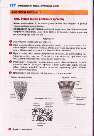 ггх ОРГАНІЗМОВИЙ РІВЕНЬ ОРГАНІЗАЦІЇ ЖИТТЯ
ЛАБОРАТОРНА РОБОТА № 13
Тема. Будова тканин рослинного організму
Мета: узагальнити й систематизувати знання про будову та функції
тканин рослинного організму.
Обладнання та матеріали: світловий мікроскоп, постійні препарати
покривної, провідної, механічної, твірної та основної тканини рослин;
мікрофотографії цих тканин.
Хід роботи
О П ідготуйте мікроскоп до роботи.
© При малому збільш енні мікроскопа знайдіть на препаратах к л і­
тини твірної тканини кореня. Розгляньте цю тканину при вели­
кому збільш енні мікроскопа. Замалю йте побачене.
© При малому збільш енні мікроскопа знайдіть на препаратах к л і­
тини епідерми листка. Розгляньте цю тканину ири великому
збільшенні мікроскопа. Замалю йте побачене.
© Розгляньте препарат поперечного зрізу багаторічного дерев’я­
нистого стебла. Знайдіть пробку й ін ш і елементи кори, ситопо­
дібні трубки, камбій, судини, а також серцевину, річні кільця.
Замалю йте побачене.
© Порівняйте всі розглянуті препарати з малюнками.
Твірна тканина кореня Будова стебла
продихова
щілина
© Зробіть висновки.
 