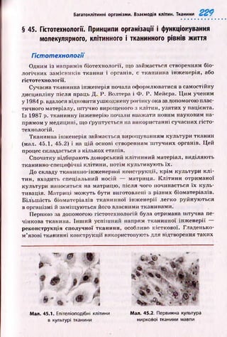 Багатоклітинні організми. Взаємодія клітин. Тканини
§ 45. Гістотехнології. Принципи організації і функціонування
молекулярного, клітинного і тканинного рівнів життя
Гістотехнології
Одним із напрямів біотехнології, що займається створенням біо­
логічних зам існ иків тканин і органів, є тканинна інж енерія, або
гістотехнології.
Сучасна тканинна інж енерія почала оформлюватися в самостійну
дисципліну після праць Д. Р. Волтера і Ф . Р. Мейєра. Ц и м ученим
у 1984 р. вдалося відновити уш кодж ену рогівку ока за допомогою плас­
тичного матеріалу, ш тучно вирощеного з кліти н, узятих у пацієнта.
Із 1987 р. тканинну інж енерію почали вважати новим науковим на­
прямом у медицині, що ґрунтується на використанні сучасних гісто-
технологій.
Тканинна інж енерія займається вирощ уванням культури тканин
(мал. 45.1, 45.2) і на цій основі створенням ш тучних органів. Цей
процес складається з кількох етапів.
Спочатку відбирають донорський клітинний матеріал, виділяю ть
тканинно-специф ічні клітини, потім культивую ть їх.
До складу тканинно-інж енерної конструкції, к р ім культури к л і­
тин, входить спеціальний носій — матриця. К л іти н и отриманої
культури наносяться на матрицю , після чого починається їх куль­
тивація. М атриц і мож уть бути виготовлені з різних біоматеріалів.
Б іл ьш ість біом атеріалів ткан и н н о ї ін ж е н е р ії легко руйную ться
в організмі й заміщ ую ться його власними тканинами.
Першою за допомогою гістотехнологій була отримана ш тучна пе­
чінкова тканина. Інш ий успіш ний напрям тканинної ін ж енерії —
реконструкція сполучної тканини, особливо кісткової. Гладенько-
м ’язові тканинні конструкції використовують для відтворення таких
0 W J
§
sgpasf
v - Ш і
Мал. 45.1. Епітеліоподібні клітини
в культурі тканини
Мал. 45.2. Первинна культура
ниркової тканини мавпи
 
