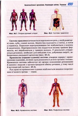 Багатоклітинні організми. Взасмодія клітин. Тканини
Man. 46.1. Опорно-руховий апарат Мал. 46.2. Система травлення
Система травлення починається порожниною рота, у я к ій розміщ е­
н і язик, зуби, слинні залози. Звідти їж а надходить у глотку, а потім
у стравохід. Подальше перетравлювання їж і відбувається у ш лунку
й киш ечнику. Перетравлювана їж а піддається впливу травних фер­
ментів, я к і виробляються у травних залозах. У результаті утворю­
ються речовини, необхідні для побудови тіла, добування енергії, за­
безпечення діяльності організму (мал. 46.2).
Кровоносна (серцево-судинна) система утворена серцем і крово­
носними судинами, по яких кров розноситься до всіх органів і тканин.
Кровоносна система забезпечує всі органи пож ивними речовинами
й киснем і видаляє з органів продукти обміну речовин, у том у числі
й вуглекислий газ (мал. 46.3).
Рух крові по кровоносних судинах відбувається завдяки скорочен­
ням м ’язового органа — серця.
Мал. 46.3. Кровоносна система Мал. 46.4. Лімфатична система
 