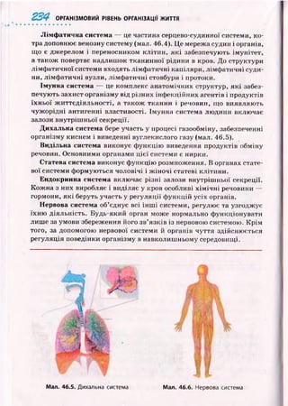 234 ОРГАНІЗМОВИЙ РІВЕНЬ ОРГАНІЗАЦІЇ ЖИТТЯ
Л ім ф атична система — це частина серцево-судинної системи, ко­
тра доповнює венозну систему (мал. 46.4). Ц е мережа судин і органів,
щ о є джерелом і переносником клітин, я к і забезпечують ім унітет,
а також повертає надлиш ок тканинної рідини в кров. До структури
лімф атичної системи входять лімф атичні капіляри, лім ф атичні суди­
ни, лім ф атичні вузли, лім ф атичні стовбури і протоки.
Імунна система — це комплекс анатомічних структур, я к і забез­
печують захист організму від різних інф екційних агентів і продуктів
їх н ьо ї ж и ттєд іяльн ості, а також тканин і речовин, що виявляю ть
чуж орідні антигенні властивості. Імунна система лю дини включає
залози внутріш ньої секреції.
Дихальна система бере участь у процесі газообміну, забезпеченні
організму киснем і виведенні вуглекислого газу (мал. 46.5).
Видільна система виконує ф ункцію виведення продуктів обміну
речовин. Основними органами ц іє ї системи є нирки.
Статева система виконує ф ункцію розмноження. В органах стате­
вої системи ф ормую ться чоловічі і ж ін о ч і статеві клітини.
Ендокринна система включає різні залози внутріш ньої секреції.
К ож на з них виробляє і виділяє у кров особливі х ім іч н і речовини —
гормони, я к і беруть участь у регуляції ф ункцій усіх органів.
Нервова система об’єднує всі ін ш і системи, регулює та узгоджує
їхн ю діяльність. Будь-який орган мож е нормально ф ункціонувати
лиш е за умови збереження його зв’язків із нервовою системою. К р ім
того, за допомогою нервової системи й органів чуття здійсню ється
регуляція поведінки організму в навколиш ньому середовищі.
Мал. 46.6. Нервова системаМал. 46.5. Дихальна система
 