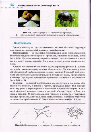 50 МОЛЕКУЛЯРНИЙ РІВЕНЬ ОРГАНІЗАЦІЇ ЖИТТЯ
б
Мал. 8.5. Полісахариди: а — картопляний крохмаль,
б — хітин, основний компонент зовнішнього скелета членистоногих
Полісахариди
О рганічні сполуки, що складаються з великої кількості структур­
них одиниць (мономерів), називають полімерами.
Полісахариди — це полімери, мономерами в яких є моносахариди.
Із полісахаридів найпош иреніш і крохмаль, глікоген, целюлоза, хітин
(мал. 8.5). Ц е високомолекулярні вуглеводи, що складаються з вели­
кої кількості моносахаридів. Вони мають дуже велику молекулярну
масу.
Крохмаль є основним запасним полісахаридом у рослин. К іл ьк ість
залиш ків глю кози в ньому налічує кілька тисяч. В ін м іститься у вели­
кій кількості в бульбах картоплі, плодах, насінні. У гарячій воді крох­
маль утворює колоїдний розчин, що в побуті має назву крохмальний
клейстер. Структурні компоненти крохмалю — амілоза й амілопектин
(мал. 8.6, а, б).
Глікоген — запасний полісахарид, щ о м іститься у тканинах тіла
тварин та лю дини, а також у грибах, дріж дж ах тощо. В ін відіграє
важ ливу роль у перетвореннях вуглеводів в організм і тварин. У зна­
ч н ій к іл ьк о сті накопичується в п ечін ці, м ’язах, серці та багатьох
ін ш и х органах. Є постачальником глю кози в кров. За структурою
нагадує крохмаль, але є сильніш е розгалуженим. М олекула глікогену
складається приблизно із ЗО 000 залиш ків глю кози (мал. 8.6, в).
б в
Полісахариди: а — амілоза, б — амілопектин, в — глікоген
 