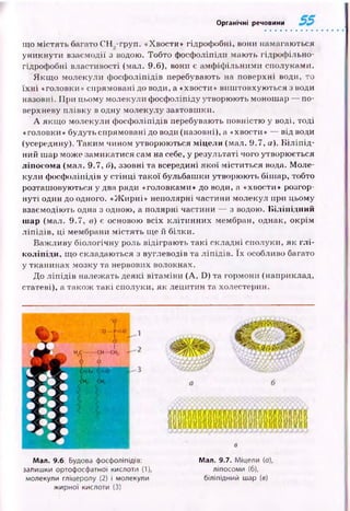 Органічні речовини
що м істять багато CH.,-груп. «Хвости» гідрофобні, вони намагаються
уникнути взаємодії з водою. Тобто фосфоліпіди маю ть гідрофільно-
гідрофобні властивості (мал. 9.6), вони є амф іф ільними сполуками.
Я кщ о молекули ф осф оліпідів перебувають на поверхні води, то
їх н і «головки» спрямовані до води, а «хвости» виш товхую ться з води
назовні. П ри цьому молекули фосфоліпіду утворюють монош ар — по­
верхневу плівку в одну молекулу завтовшки.
А якщ о молекули ф осф оліпідів перебувають повністю у воді, тоді
«головки» будуть спрямовані до води (назовні), а «хвости» — від води
(усередину). Таким чином утворюються міцели (мал. 9.7, а). Б іліпід-
ний шар може замикатися сам на себе, у результаті чого утворюється
ліпосома (мал. 9.7, б), ззовні та всередині я к о ї міститься вода. М оле­
кули ф осф оліпідів у стін ц і такої бульбаш ки утворю ю ть біш ар, тобто
розташ овую ться у два ряди «головками» до води, а «хвости» розгор­
н уті один до одного. «Ж ирні» неполярні частини молекул при цьому
взаємодію ть одна з одною, а полярні частини — з водою. Біліпідний
шар (мал. 9.7, в) є основою всіх кліти н н их мембран, однак, окрім
л іп ід ів , ці мембрани м істять ще й білки.
Важ ливу біологічну роль відіграю ть такі складні сполуки, як глі-
коліпіди, що складаються з вуглеводів та л іп ід ів. їх особливо багато
у тканинах мозку та нервових волокнах.
До л іп ід ів належать деякі вітам іни (A, D) та гормони (наприклад,
статеві), а також такі сполуки, як лецитин та холестерин.
в
Мал. 9.6. Будова фосфоліпідів:
залишки ортофосфатної кислоти (1),
молекули гліцеролу (2) і молекули
жирної кислоти (3)
Мал. 9.7. Міцели (а),
ліпосоми (б),
біліпідний шар (в)
 