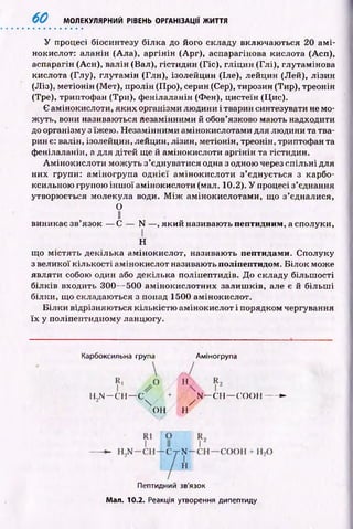 60 МОЛЕКУЛЯРНИЙ РІВЕНЬ ОРГАНІЗАЦІЇ ЖИТТЯ
У процесі біосинтезу білка до його складу вклю чаю ться 20 а м і­
нокислот: аланін (Ала), аргінін (Apr), аспарагінова кислота (Асп),
аспарагін (Асн), валін (Вал), гістидин (Гіс), гліцин (Глі), глутамінова
кислота (Глу), глутам ін (Глн), ізолейцин (Іле), лейцин (Лей), лізин
(Ліз), метіонін (Мет), пролін (Про), серин (Сер), тирозин (Тир), треонін
(Тре), триптофан (Три), ф енілаланін (Фен), цистеїн (Цис).
Є амінокислоти, яких організми людини і тварин синтезувати не мо­
ж уть, вони називаються йезаміиними й обов’язково мають надходити
до організму з їж ею . Незамінними амінокислотами для людини та тва­
рин є: валін, ізолейцин, лейцин, лізин, метіонін, треонін, триптофан та
фенілаланін, а для дітей ще й амінокислоти аргінін та гістидин.
А м ін оки слоти м ож уть з ’єднуватися одна з одною через сп іл ьн і для
них групи: ам іногрупа одн ієї ам інокислоти з’єднується з карбо­
ксильною групою ін ш о ї амінокислоти (мал. 10.2). У процесі з’єднання
утворюється молекула води. М іж ам інокислотами, що з’єдналися,
О
11
виникає зв’язок — С — N — , який називають пептидним, а сполуки,
що м істять декілька амінокислот, називають пептидами. Сполуку
з великої кількості амінокислот називають поліпептидом. Б ілок може
являти собою один або декілька поліпептидів. До складу більш ості
білків входить 300— 500 ам інокислотних залиш ків, але є й більш і
білки, що складаю ться з понад 1500 амінокислот.
Б ілки відрізняю ться кількістю амінокислот і порядком чергування
їх у поліпептидному ланцю гу.
Н
Карбоксильна група Аміногрупа
H2N — С Н — С т
 /
ОН II
N — СН — С О О Н ----►
Пептидний зв'язок
Мал. 10.2. Реакція утворення дипептиду
 