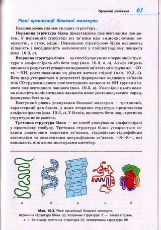 Органічні речовини
Рівні організації білкової молекули
Білкова молекула має складну структуру.
Первинна структура білка представлена поліпептидним ланцю ­
гом. У первинній стр уктур і всі зв’язки м іж ам іноки слотам и ко­
валентні, а отже, м іц н і. Первинною структурою білка називають
к іл ь к ість і послідовність ам ін оки слот у поліпептидному ланцю гу
(мал. 10.3, а).
Вторинна структура білка — це спосіб упакування первинної струк­
тури в альфа-спіраль або бета-шар (мал. 10.3, б, в). Альф а-спіраль
виникає в результаті утворення водневих зв’язків м іж групами — СО-
та — N H , розташ ованими на р ізни х витках спіралі (мал. 10.3, б).
Бета-шар утворюється в результаті ф ормування водневих зв’язків
м іж СО-групами одного поліпептидного ланцю га та N H -групами ін ­
шого поліпептидного лан цю га’(мал. 10.3, в). Унаслідок цього вели­
ка к іл ьк ість поліпептидних ланцю гів може розташ овуватися поряд,
формуючи бета-шар.
Наступний рівень упакування білкової молекули — третинний,
характерний для білків, у яких вторинна структура представлена
альфа-спіраллю (мал. 10.3, г). У білків, щ о маю ть бета-шар, третинна
структура не виражена.
Третинна структура білка — це спосіб упакування альфа-сніралі
у просторову глобулу. Третинна структура білка утворю ється за­
вдяки додатковим водневим зв’язкам , гідроф ільно-гідроф обним
взаємодіям та ковалентним дисульф ідним зв’язкам — S — S — , я к і
виникаю ть м іж двома молекулами цистеїну.
б в г д
Мал. 10.3. Рівні організації білкової молекули:
первинна структура білка (а); вторинна структура: б — альфа-спіраль,
в — бета-шар; третинна структура (г); четвертинна структура (д)
 