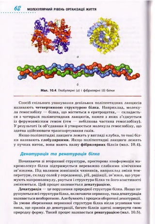 62 МОЛЕКУЛЯРНИЙ РІВЕНЬ ОРГАНІЗАЦІЇ ЖИТТЯ
б
Мал. 10.4. Глобулярні (а) і фібрилярні (б) білки
Спосіб спільного упакування декількох поліпептидних ланцю гів
називаю ть четвертинною структурою білка. Наприклад, м олеку­
ла гемоглобіну — білка, що м іститься в еритроцитах,— складаєть­
ся з чотирьох поліпептидних ланцю гів, кож ен з яки х з ’єднується
із ф ерумовмісним гемом (гем — небілкова частина гемоглобіну).
У результаті їх об’єднання й утворюється молекула гемоглобіну, що
здатна здійсню вати транспортування газів.
Я кщ о поліпептидні ланцю ги леж ать у вигляді клубка, то та к і б іл ­
ки називають глобулярними. Я кщ о поліпептидні ланцю ги леж ать
у пучках ниток, вони маю ть назву фібрилярних білків (мал. 10.4).
Денатурація т а ренатурація білка
Починаю чи зі вторинної структури, просторова конф ормація ма­
кромолекул білка підтрим ується переважно слабкими х ім іч н и м и
зв’язками. П ід впливом зовніш ніх чинників, наприклад зм ін и тем ­
ператури, складу солей у середовищі, pH , радіації, зв’язки, щ о утри­
мую ть макромолекулу, рвуться і структура білка та його властивості
зміню ю ться. Ц ей процес називається денатурацією.
Денатурація — це порушення природної структури білка. Я кщ о по­
рушуються всі структури білка, включаючи первинну, така денатурація
називається необоротною. Але бувають і процеси оборотної денатурації.
За умови збереження первинної структури білка після усунення чин­
ника, що призвів до денатурації, багато білків здатні повернути свою
природну форму. Такий процес називається ренатурацією (мал. 10.5).
 