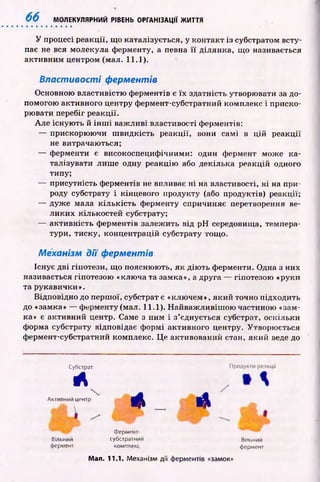6 6 МОЛЕКУЛЯРНИЙ РІВЕНЬ ОРГАНІЗАЦІЇ ЖИТТЯ
У процесі реакції, щ о каталізується, у контакт із субстратом всту­
пає не вся молекула ферменту, а певна її ділянка, що називається
активним центром (мал. 11.1).
В ластивості ферментів
Основною властивістю ф ерментів є їх здатність утворювати за до­
помогою активного центру фермент-субстратний комплекс і приско­
рювати перебіг реакції.
Але існую ть й ін ш і важ ливі властивості ферментів:
— прискорю ю чи ш видкість реакції, вони самі в ц ій реакції
не витрачаються;
— ферменти є високоспециф ічними: один фермент може ка­
талізувати лиш е одну реакцію або декілька реакцій одного
типу;
— присутність ферментів не впливає ні на властивості, ні на при­
роду субстрату і кінцевого продукту (або продуктів) реакції;
— дуж е мала к іл ьк ість ферменту спричиняє перетворення ве­
ли ки х кількостей субстрату;
— активність ф ерментів залежить від p H середовища, темпера­
тури, тиску, концентрацій субстрату тощ о.
Механізм дії ферментів
Існує дві гіпотези, щ о пояснюють, я к д ію ть ферменти. Одна з них
називається гіпотезою «ключа та замка», а друга — гіпотезою «руки
та рукавички».
Відповідно до перш ої, субстрат є «клю чем», який точно підходить
до «замка» — ферменту (мал. 11.1). Н айваж ливіш ою частиною «зам­
ка» є активний центр. Саме з ним і з’єднується субстрат, оскільки
форма субстрату відповідає ф ормі активного центру. Утворю ється
ф ермент-субстратний комплекс. Ц е активований стан, який веде до
Субстрат Продукти реакції
А

А _ А
Активний центр
_Яь 
Вільний
фермент
Фермент-
субстратний
комплекс
Вільний
фермент
Мал. 11.1. Механізм дії ферментів «замок»
 