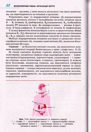 6% МОЛЕКУЛЯРНИЙ РІВЕНЬ ОРГАНІЗАЦІЇ ЖИТТЯ
віта м ін ів — рослини, у яки х мож уть м істи тися і так звані провітам і­
ни, що перетворюються на вітам іни в організмі.
Розрізняю ть водо- та ж иророзчинні вітам іни. До водорозчинних
віта м ін ів належать віта м ін С (аскорбінова кислота), вітам ін и групи
В — B t (тіамін), В 2 (рибофлавін), В (.(піридоксин), В 12 (кобаламін),
вітам ін Р Р (ніацин) та ін ш і. До ж иророзчинних — вітам ін А (реті-
нол), D (кальдиферол), Е (токоферол) та в іта м ін К (нафтохінон).
У складі ф ерментів віта м ін и беруть участь в енергетичному обм іні
(вітам іни В ( і В 2), біосинтезі та перетвореннях ам інокислот (вітам іни
Вв і В 12), ж ирних кислот (гіантотенова кислота) та ін ш и х процесах.
Ф у н к ц ії ж иророзчинних віта м ін ів пов’язані із процесами світло-
сприйняття (вітам ін А), зсідання крові (вітам ін К), засвоєння К аль­
цію (вітам ін D) тощ о.
Гормони — це біологічно активні сполуки, щ о виділяю ться зало­
зами внутріш ньої секреції безпосередньо у кров і лімф у (мал. 11.2).
За своєю х ім іч н о ю будовою гормони м о ж у ть бути похідним и
холестерину, наприклад гормони кори надниркових залоз — корти­
костероїди (гідрокортизон, кортикостерон, альдостерон) — і гормо­
ни статевих залоз (тестостерон, естрадіол, прогестерон). А мож уть
бути білковим и, наприклад гормони, щ о виділяю ться гіпоф ізом
(окситоцин, вазопресин, адренокортикотроіш ий гормон та ін ш і).
Існую ть гормони — п охідн і амінокислоти тирозину, до них належать
тироксин, трийодтиронін, я к і виділяю ться щ итоподібною залозою,
та адреналін, норадреналін, щ о виділяю ться мозковою речовиною
надниркових залоз.
5
Мал. 11.2. Залози внутрішньої та змішаної секреції:
1 — гіпофіз; 2 — щитоподібна залоза; 3 — паращитоподібні залози;
4 — надниркові залози; 5 — підшлункова залоза; б — сім'яники
{яєчники в жінок); 7 — вилочкова залоза (тимус)
 