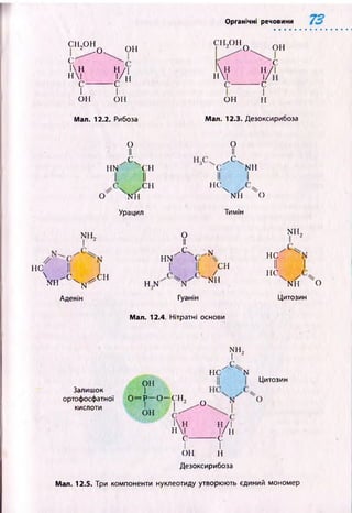 Органічні речовини
СІ [„ОН
-О,
С
  н
н|
с-
он
V/;н
-с
І І
он он
Мал. 12.2. Рибоза
сн2он0 он
ч;
н н /
н| 1/
с----— с1
ОН
1
н
Мал. 12.3. Дезоксирибоза
О
II
X .
HN
О NH
Урацил
СН
У
U •
II II
СН
Н Є 
н е
NH,
І 2
О
II
с .
N il
Тимін
N11
І
І Г С - ^ С Н
Аденін
О
II
X .
HN
H.,N
N
СН
/
N11
N
Гуанін
Мал. 12.4. Нітратні основи
О
HC
II
н е
n h 2
I
NH О
Цитозин
Залишок
ортофосфатної
кислоти
Г г
HC N
ОН
І
0 = Р - 0 - С Н ,
1 ■І і -
ОН
!Н
Н|
с-
Цитозин
.О
у/і-С
І
ОН Н
Дезоксирибоза
Мал. 12.5. Три компоненти нуклеотиду утворюють єдиний мономер
 