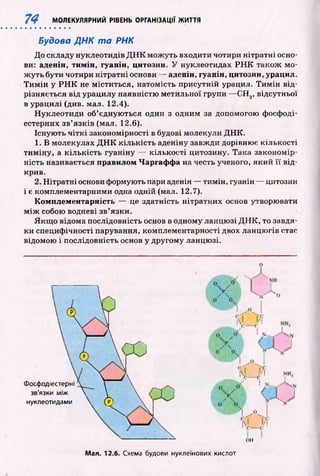 74 МОЛЕКУЛЯРНИЙ РІВЕНЬ ОРГАНІЗАЦІЇ ЖИТТЯ
Будова ДНК т а РНК
До складу нуклеотидів Д Н К мож уть входити чотири нітратн і осно­
ви: аденін, ти м ін , гуанін, цитозин. У нуклеогидах Р Н К також м о­
ж уть бути чотири н ітр атн і основи — аденін, гуанін, цитозин, урацил.
Т и м ін у Р Н К не м іститься, натомість присутній урацил. Т и м ін від­
різняється від урацилу наявністю метильної групи — С Н 3, відсутньої
в урацилі (див. мал. 12.4).
Н уклеотиди об’єдную ться один з одним за допомогою фосфоді-
естерних зв’язків (мал. 12.6).
Існую ть ч ітк і закономірності в будові молекули Д Н К .
1. В молекулах Д Н К к іл ьк ість аденіну завж ди дорівнює кількості
ти м ін у, а к іл ьк ість гуаніну — кількості цитозину. Така закономір­
ність називається правилом Чаргаф ф а на честь ученого, який її від­
крив.
2. Н ітратн і основи формують пари аденін — тимін, гуанін — цитозин
і є комплементарними одна одній (мал. 12.7).
К ом плем ентарність — це здатність н ітратних основ утворювати
м іж собою водневі зв’язки.
Я кщ о відома послідовність основ в одному ланцю зі Д Н К , то завдя­
ки специф ічності парування, комплементарності двох ланцю гів стає
відомою і послідовність основ у другому ланцю зі.
о
|0 W
1С ----С
Фосфодіестерні 
зв'язки між  
нуклеотидами  (?
он
Мал. 12.6. Схема будови нуклеїнових кислот
 