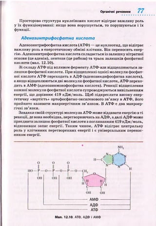 I
Органічні речовини
Просторова структура нуклеїнових кислот відіграє важ ливу роль
у їх ф ункціонуванні: якщ о вона поруш ується, то поруш ую ться і їх
ф ункції.
Аденозинтрифосфатна кислота
Аденозинтрифосфатна кислота (А Т Ф ) — це нуклеотид, щ о відіграє
важ ливу роль в енергетичному обм ін і кліти н и. В ін переносить енер­
гію . Аденозинтрифосфатна кислота складається із залиш ку нітратної
основи (це аденін), пентози (це рибоза) та трьох залиш ків фосфатної
кислоти (мал. 12.10).
З і складу А Т Ф під впливом ферменту А Т Ф -ази відщ еплю ю ться за­
ли ш ки фосфатної кислоти. П ри відщ епленні однієї молекули фосфат­
ної кислоти А Т Ф переходить в А Д Ф (аденозиндифосфатна кислота),
а якщ о відщ еплюються дві молекули фосфатної кислоти, А Т Ф перехо­
дить в А М Ф (аденозинмонофосфатна кислота). Р е а к ц ії відщ еплення
кож ної молекули фосфатної кислоти супроводжуються вивільненням
енергії, що дорівнює 419 кД ж /м оль. Щ об підкреслити високу енер­
гетичну «вартість» ортофосфатно-оксигенового зв’язку в А Т Ф , його
прийнято називати макроергічним зв’язком. В А Т Ф є два макроер-
гіч н і зв’язки.
Завдяки своїй структурі молекула А Т Ф може віддавати енергію в ті
реакції, де вона необхідна, перетворюючись на А Д Ф , а далі А Д Ф може
приєднати залиш ок фосфатної кислоти з поглинанням 419 кД ж /м оль,
відновивш и запас енергії. Т аки м чином, А Т Ф відіграє центральну
роль у кліти н н их перетвореннях енергії і є універсальним перенос­
ником енергії.
NH,
І 2
 