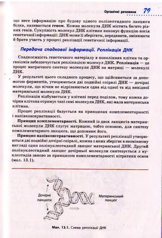 Органічні речовини
щ о несе інф орм ацію про будову одного поліпептидного ланцю га
білка, називається геном. Кож на молекула Д Н К м істи ть багато р із­
них генів. С укупність молекул Д Н К кліти н и виконує ф ункцію носія
генетичної інф ормації: Д Н К може її зберігати, передавати, зміню вати
й брати участь у процесі реалізації генетичної інф ормації.
Передача спадкової інформації. Реплікація ДНК
С падкоємність генетичного матеріалу в поколіннях кліти н та ор­
ган ізм ів забезпечується реплікацією молекул Д Н К . Реплікація — це
процес матричного синтезу молекули Д Н К на м атриці — молекулі
Д Н К .
У результаті цього складного процесу, що здійсню ється за допо­
могою ферментів, утворюються дві подвійні спіралі Д Н К — дочірні
молекули, щ о нічим не відрізняю ться одна від одної та від вихідної
материнської молекули Д Н К .
Реп лікац ія відбувається у к л іти н і перед поділом, том у кож на до­
чірня клітина отримує такі самі молекули Д Н К , я к і мала материнська
клітина.
Процес р е п л ік а ц ії базується на принципах комплементарності
і напівконсервативності.
Принцип комплементарності. К ож н ий із двох ланцю гів материн­
ської молекули Д Н К слугує матрицею , тобто основою, для синтезу
комплементарного ланцю га, щ о доповнює його.
Принцип напівконсервативності. У результаті р еп лікац ії утворю ­
ються дві подвійні дочірні спіралі, кож на з яких зберігає в незмінному
вигляді один полінуклеотидний ланцю г материнської Д Н К . Д ругий
полінуклеотидний ланцю г дочірньої молекули синтезується з ну­
клеотидів заново за принципом комплементарності нітратних основ
(мал. 13.1).
ланцюг
Мал. 13.1. Схема реплікації ДНК
 