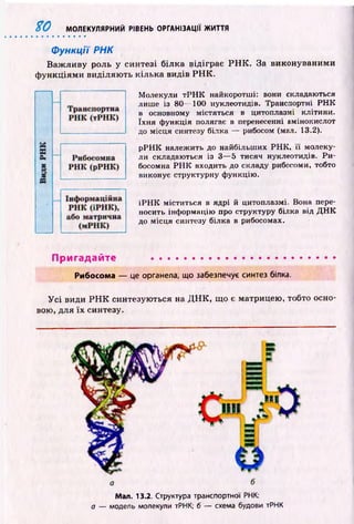 % 0 МОЛЕКУЛЯРНИЙ РІВЕНЬ ОРГАНІЗАЦІЇ ЖИТТЯ
Функції РНК
В аж ливу роль у синтезі білка відіграє Р Н К . За виконуваними
ф ункціям и виділяю ть кілька видів Р Н К .
Молекули тР Н К найкоротші: вони складаються
лише із 80— 100 нуклеотидів. Транспортні Р Н К
в основному містяться в цитоплазмі клітини,
їхня функція полягає в перенесенні амінокислот
до місця синтезу білка — рибосом (мал. 13.2).
рРН К належить до найбільших РНК, її молеку­
ли складаються із 3— 5 тисяч нуклеотидів. Ри-
босомна Р Н К входить до складу рибосоми, тобто
виконує структурну функцію.
іР Н К міститься в ядрі й цитоплазмі. Вона пере­
носить інформацію про структуру білка від Д Н К
до місця синтезу білка в рибосомах.
Пригадайте ......................................................
Рибосома — це органела, що забезпечує синтез білка.
У с і види Р Н К синтезуються на Д Н К , що є матрицею, тобто осно­
вою, для їх синтезу.
Мал. 13.2. Структура транспортної РНК:
а — модель молекули тРНК; б — схема будови тРНК
 