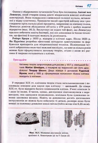 Клітина 97
О дним з обдарованих сучасників Гука був голландець Антоні ван
Левенгук, який створив понад д вісті м ікроскопів власної особливої
конструкції. Вони складалися з невеликої скляної кульки, вставле­
ної у мідну пластинку. Тримаю чи такий пристрій поблизу ока і роз­
глядаючи крізь кульку р ізні предмети, закріплені на к ін чи к у голки,
Левенгук домігся збільш ення об’єктів у 270 разів і зробив видатні
відкриття (мал. 16.1). Заслуговує на подив той факт, що Левенгуку
вдалося побачити навіть бактерії, я к і він замалював із такою точніс­
тю, щ о ф ахівці й сьогодні мож уть їх розпізнати.
Роберт Броун у 1833 р. відкрив у к л іти н і ядро. П ісл я 1825 р.
Ян Пуркіньє розробив еф ективні методики приготування та фар­
бування препаратів для м ікр оскоп іч н ої техн іки. П оліпш ення ч іт ­
кості зображення мало так і важ ливі наслідки, що вже за кілька років
мож на було сформулювати загальну теорію , згідно з якою всі рос­
лини й тварини складаються з клітин.
Пригадайте ...........................................................
Клітинну теорію запропонував для рослин у 1837 р. німецький бо­
танік Матіас Шлейден, а поширив на тваринний світ його друг,
фізіолог Теодор Шванн. Дещо пізніше її доповнив Рудольф
Вірхов, який у 1885 р. сформулював положення «Кожна клітина
походить із клітини».
У середині X IX ст. кліти н н а теорія стала загальновизнаною і по­
служ ила основою для науки про к л іти н у — цитології. До к ін ц я
X I X ст. було відкрито багато компонентів кліти н . У ч е н і описали їх
і дали їм назви. З часом, однак, дослідники зіш товхнулися з пере­
шкодою, яка здавалася нездоланною, оскільки була зумовлена са­
м и м и законами ф ізики. Н авіть за допомогою досить досконалих
інструментів не мож на було побачити т і деталі, розміри яких були
менш і за половину довж ини хвилі світла (тобто менш н іж 0,25 мкм).
а 6
Мал. 16.1. Малюнки рослинних клітин,
зроблені А, Левенгуком (а) та Р. Гуком (б)
 