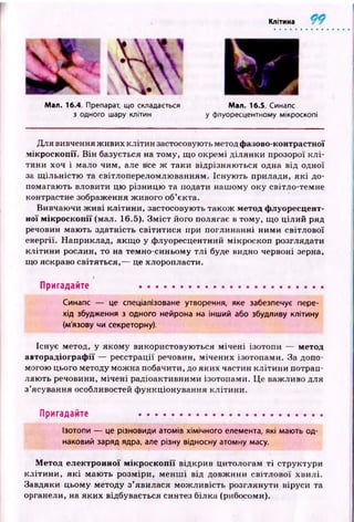 Клітина
Man. 16.4. Препарат, що складається Man. 16.5. Синапс
з одного шару клітин у флуоресцентному мікроскопі
Для вивчення ж ивих клітин застосовують метод фазово-контрастної
мікроскопії. Він базується на тому, що окремі ділянки прозорої к л і­
тини хоч і мало чим, але все ж таки відрізняю ться одна від одної
за щ ільн істю та світлопереломлюванням. Існую ть прилади, я к і до­
помагають вловити цю різницю та подати наш ому оку світло-темне
контрастне зображення ж ивого об’єкта.
Вивчаючи ж и ві кліти ни, застосовують також метод флуоресцент­
ної мікроскопії (мал. 16.5). З м іст його полягає в тому, що цілий ряд
речовин маю ть здатність світитися при поглинанні ними світлової
енергії. Наприклад, якщ о у флуоресцентний мікроскоп розглядати
клітини рослин, то на темно-синьому тл і буде видно червоні зерна,
що яскраво світяться,— це хлоропласти.
>
Пригадайте ......................................................
Синапс — це спеціалізоване утворення, яке забезпечує пере­
хід збудження з одного нейрона на інший або збудливу клітину
(м'язову чи секреторну).
Існує метод, у якому використовую ться м ічені ізотопи — метод
авторадіографії — реєстрації речовин, мічених ізотопами. За допо­
могою цього методу мож на побачити, до яких частин клітини потрап­
ляю ть речовини, м ічені радіоактивними ізотопами. Це важливо для
з ’ясування особливостей ф ункціонування клітини.
Пригадайте .....................................................
Ізотопи — це різновиди атомів хімічного елемента, які мають од­
наковий заряд ядра, але різну відносну атомну масу.
Метод електронної мікроскопії відкрив цитологам ті структури
кліти н и, я к і маю ть розміри, м енш і від довж ини світлової хвилі.
Завдяки цьому методу з’явилася мож ливість розглянути віруси та
органели, на яких відбувається синтез білка (рибосоми).
 
