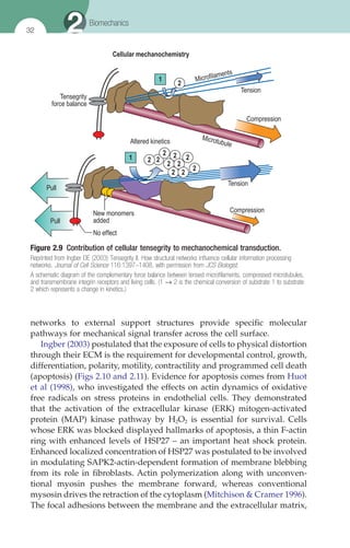 Using Whole Body Vibration In Physical Therapy And Sport Albasini A | PDF