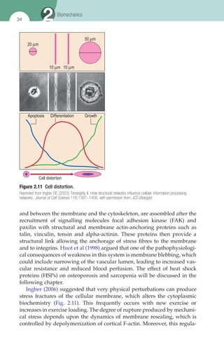 Using Whole Body Vibration In Physical Therapy And Sport Albasini A | PDF