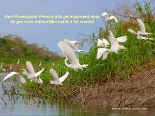 Een Powerpoint Presentatie geïnspireerd door de grootste natuurlijke habitat ter wereld. 