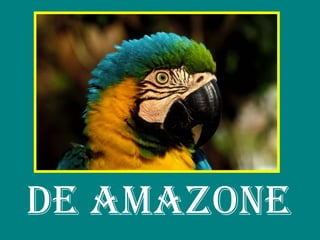DE AMAZONE 