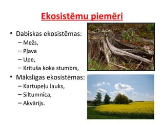 Ekosistēmu piemēri 
• Dabiskas ekosistēmas: 
– Mežs, 
– Pļava 
– Upe, 
– Krituša koka stumbrs, 
• Mākslīgas ekosistēmas: 
– Kartupeļu lauks, 
– Siltumnīca, 
– Akvārijs. 
 