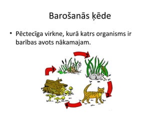 Barošanās ķēde 
• Pēctecīga virkne, kurā katrs organisms ir 
barības avots nākamajam. 
 
