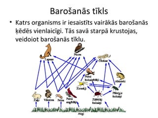 Barošanās tīkls 
• Katrs organisms ir iesaistīts vairākās barošanās 
ķēdēs vienlaicīgi. Tās savā starpā krustojas, 
veidojot barošanās tīklu. 
 