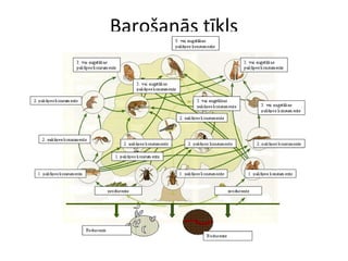 Barošanās tīkls 
 