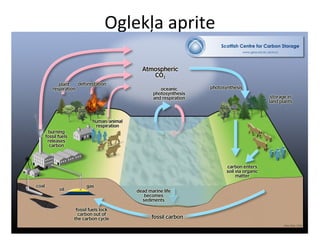 Oglekļa aprite 
 