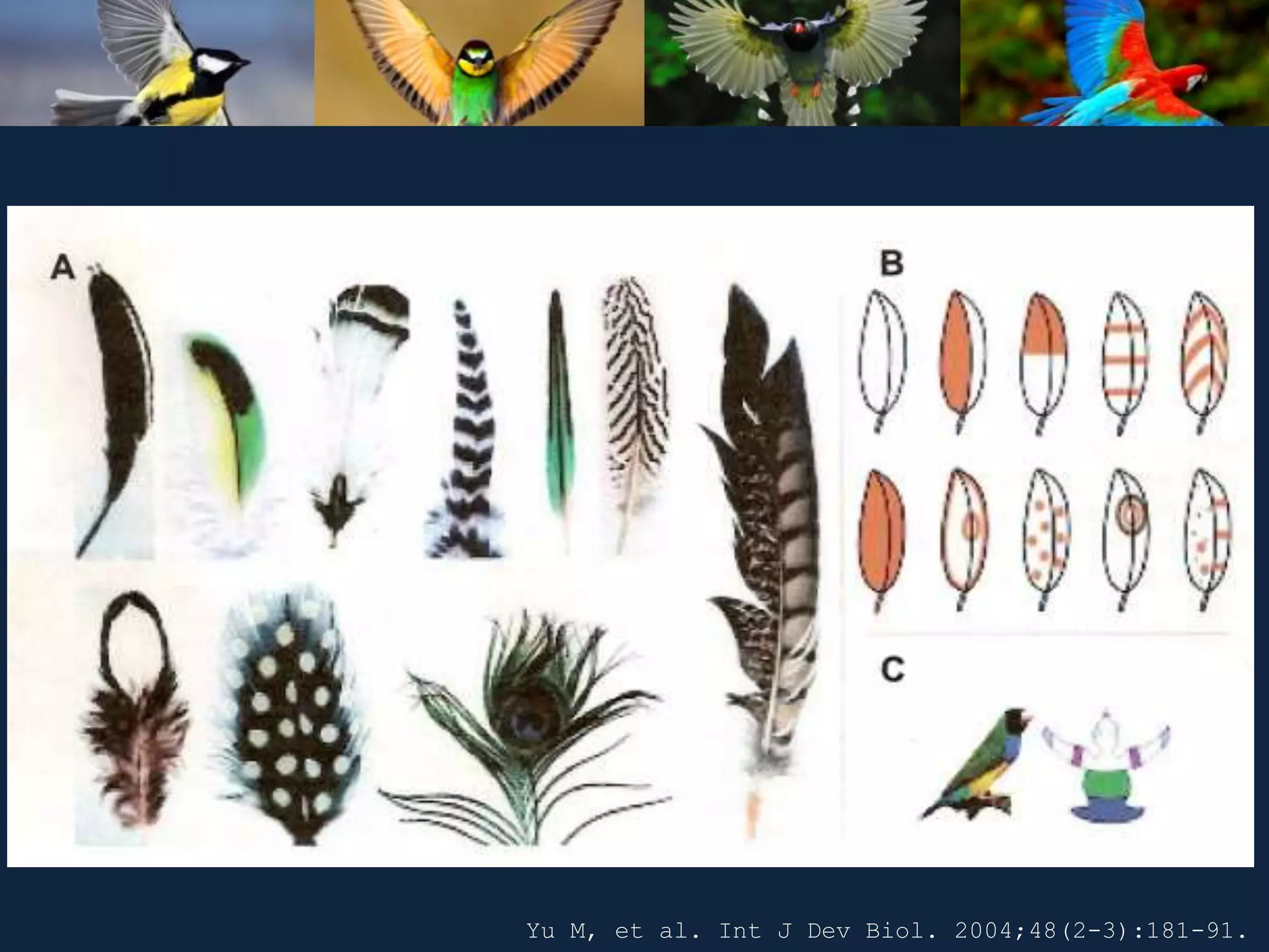 Yu M, et al. Int J Dev Biol. 2004;48(2-3):181-91.
 