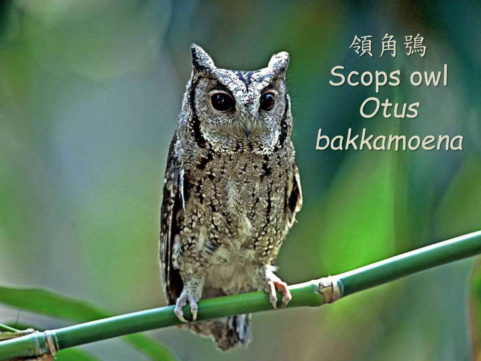 領角鴞
Scops owl
Otus
bakkamoena
 